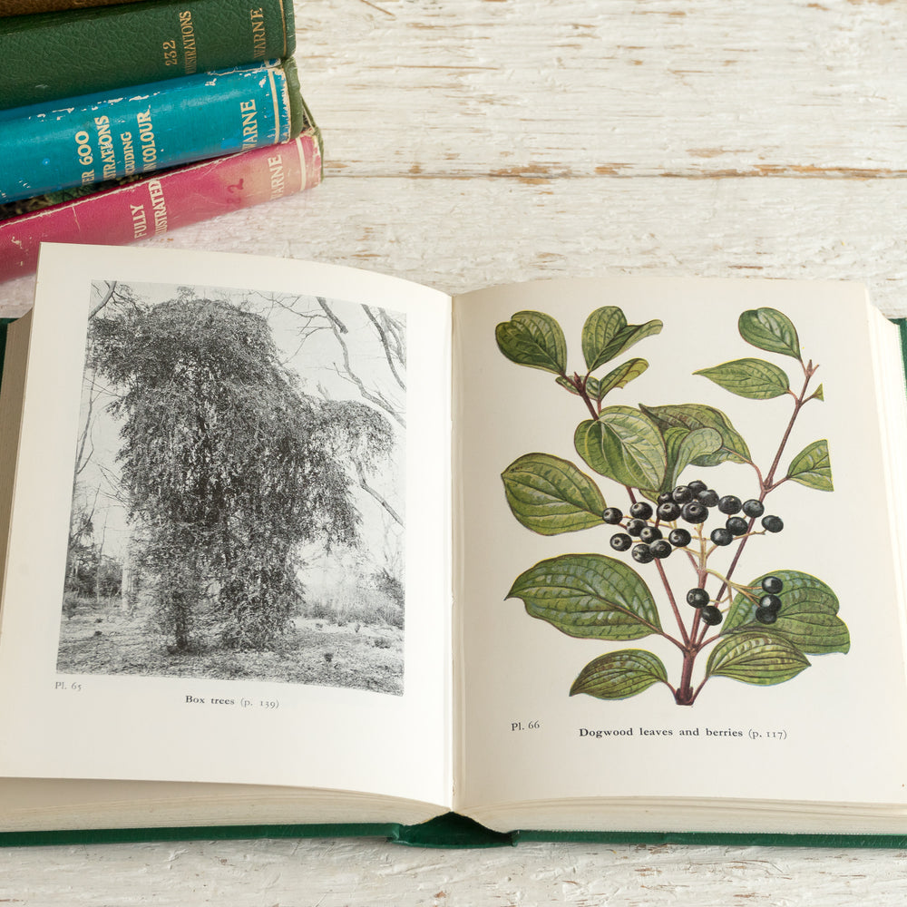 WAYSIDE AND WOODLAND TREES BOOK